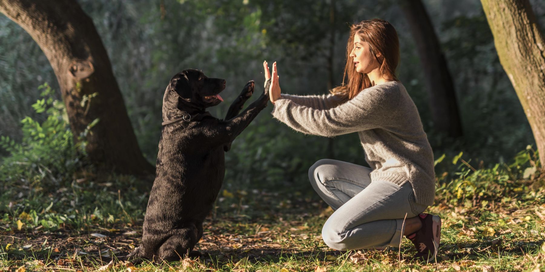 Fun with Commands: Teaching Your Dog Tricks and Useful Skills